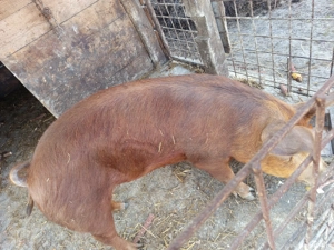 vând purcea  - imagine 2