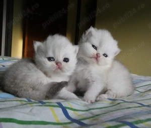 pisoi persan silver - imagine 2