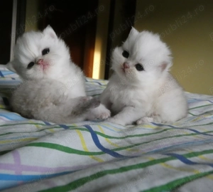 pisoi persan silver - imagine 3