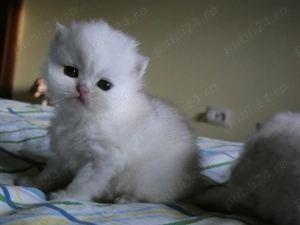 pisoi persan silver - imagine 5