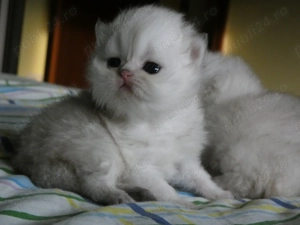 pisoi persan silver - imagine 4