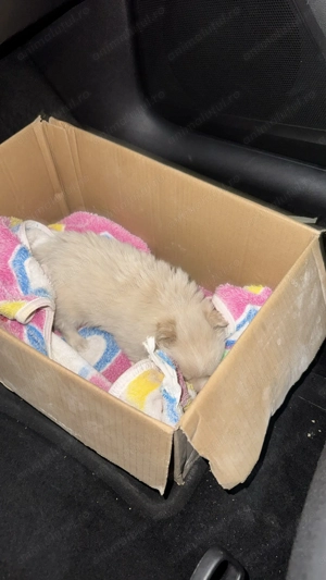 Pui Bichon Maltez - imagine 3