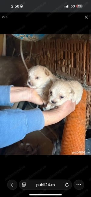 Pui Bichon Maltez - imagine 2