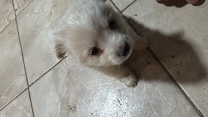 Pui Bichon Maltez