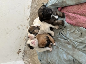 Metis de Boxer donez  - imagine 3