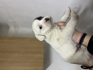 Metis de Boxer donez  - imagine 6