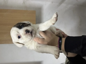 Metis de Boxer donez  - imagine 4