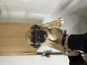 Metis de Boxer donez  - imagine 2