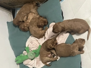 Pui de Cocker English Spaniel Ploiesti Bucuresti - imagine 3