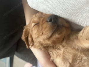 Pui de Cocker English Spaniel Ploiesti Bucuresti - imagine 5