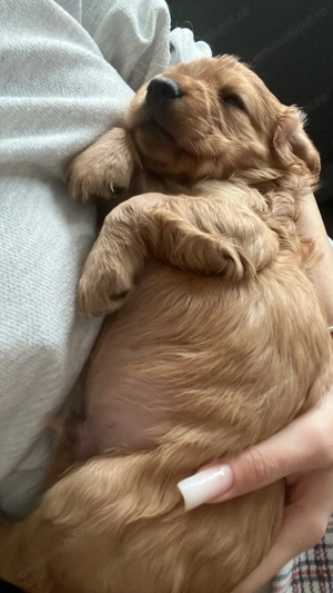 Pui de Cocker English Spaniel Ploiesti Bucuresti