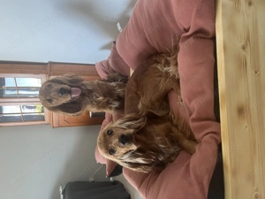 Pui de Cocker English Spaniel Ploiesti Bucuresti - imagine 6