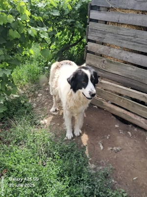 ciobanesc de bucavina  femela