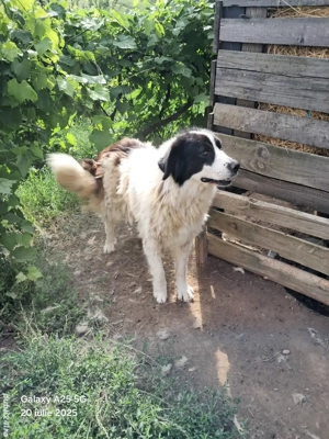 ciobanesc de bucavina  femela - imagine 3