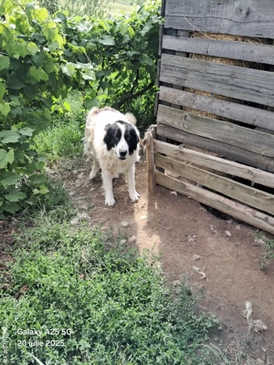 ciobanesc de bucavina  femela - imagine 2