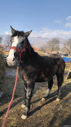 manza de 1 an si 8 luni - imagine 3