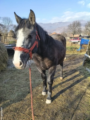 manza de 1 an si 8 luni - imagine 4