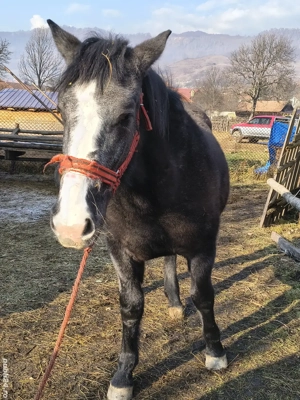 manza de 1 an si 8 luni - imagine 2