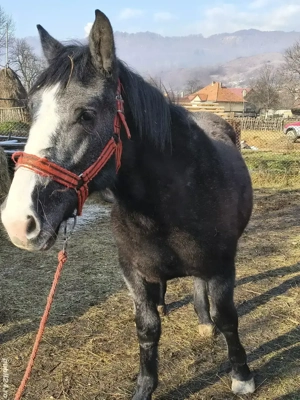 manza de 1 an si 8 luni