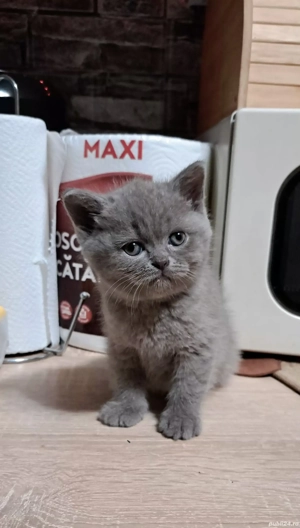 British shorthair lilac  - imagine 3