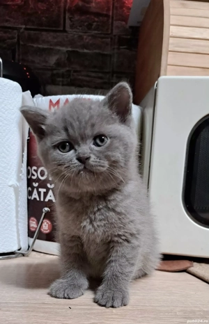 British shorthair lilac 