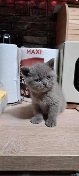 British shorthair lilac  - imagine 2