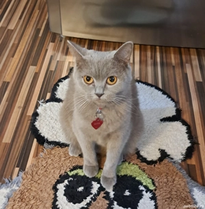 British shorthair lilac  - imagine 4