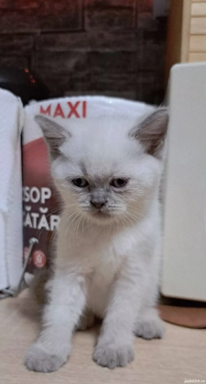 British shorthair colorpoint  - imagine 2