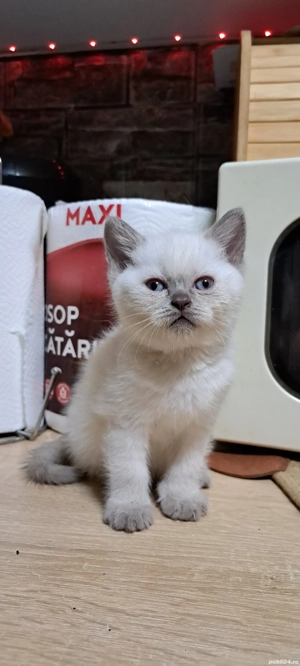 British shorthair colorpoint  - imagine 3