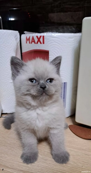 British shorthair colorpoint 