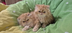 Pisicuțe persane orange - imagine 4