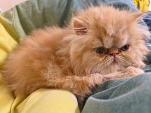 Pisicuțe persane orange - imagine 2