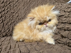 Pisicuțe persane orange - imagine 3