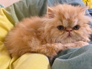 Pisicuțe persane orange