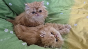 Pisicuțe persane orange - imagine 5