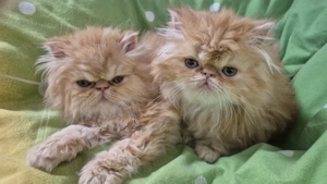 Pisicuțe persane orange - imagine 6