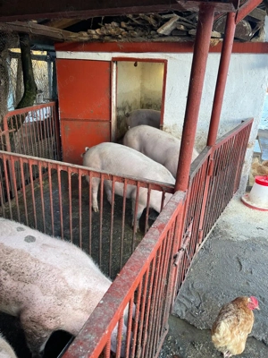 Vând porci de carne landras 130-150kg BIO. 2 bucăți  - imagine 2