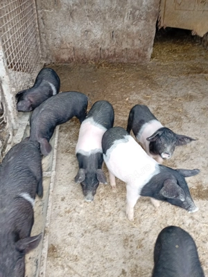 Vând purcei de 6 dlsqptamani - imagine 2