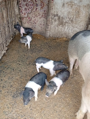 Vând purcei de 6 dlsqptamani - imagine 3