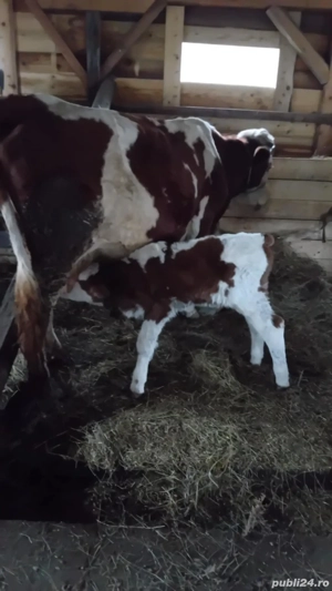 vînd vacă de 7 ani cu vițel tăuraș de 6 zile 