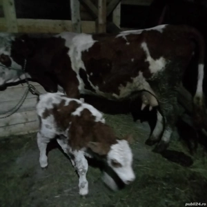 vînd vacă de 7 ani cu vițel tăuraș de 6 zile  - imagine 3