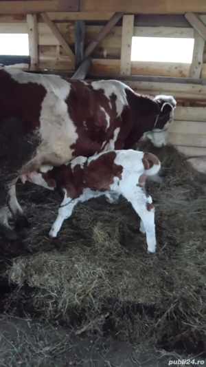 vînd vacă de 7 ani cu vițel tăuraș de 6 zile  - imagine 2