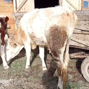 vînd juninca de 2 ani cu lapte și gestantă în 4 luni  - imagine 4