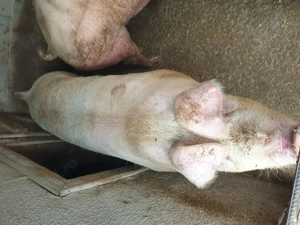 Vând jumătate de porc!