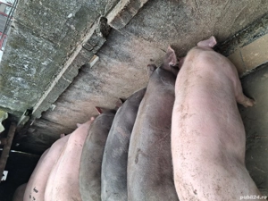 vind porci - imagine 5