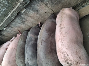 vind porci - imagine 4