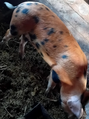 Porc   metis duroc de tăiat 