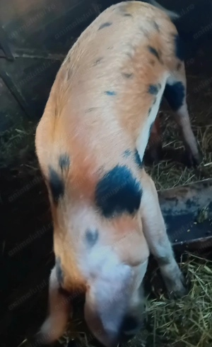 Porc   metis duroc de tăiat  - imagine 2