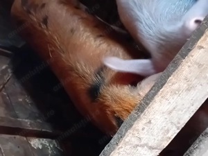 Porc   metis duroc de tăiat  - imagine 3