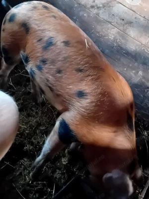 Porc   metis duroc de tăiat  - imagine 4